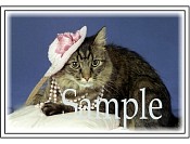 CATN09.jpg